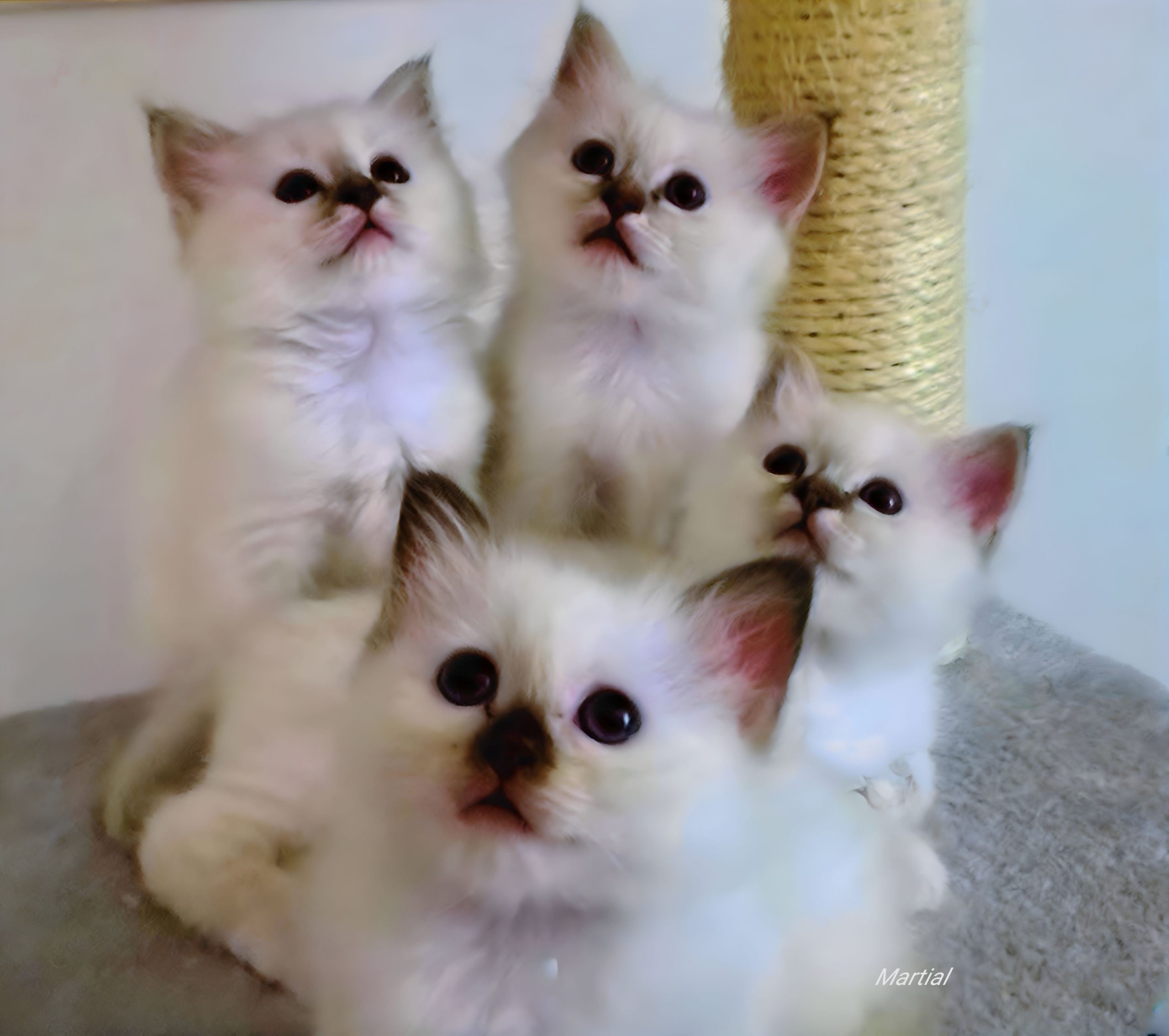 Photo Art Chat | Cat