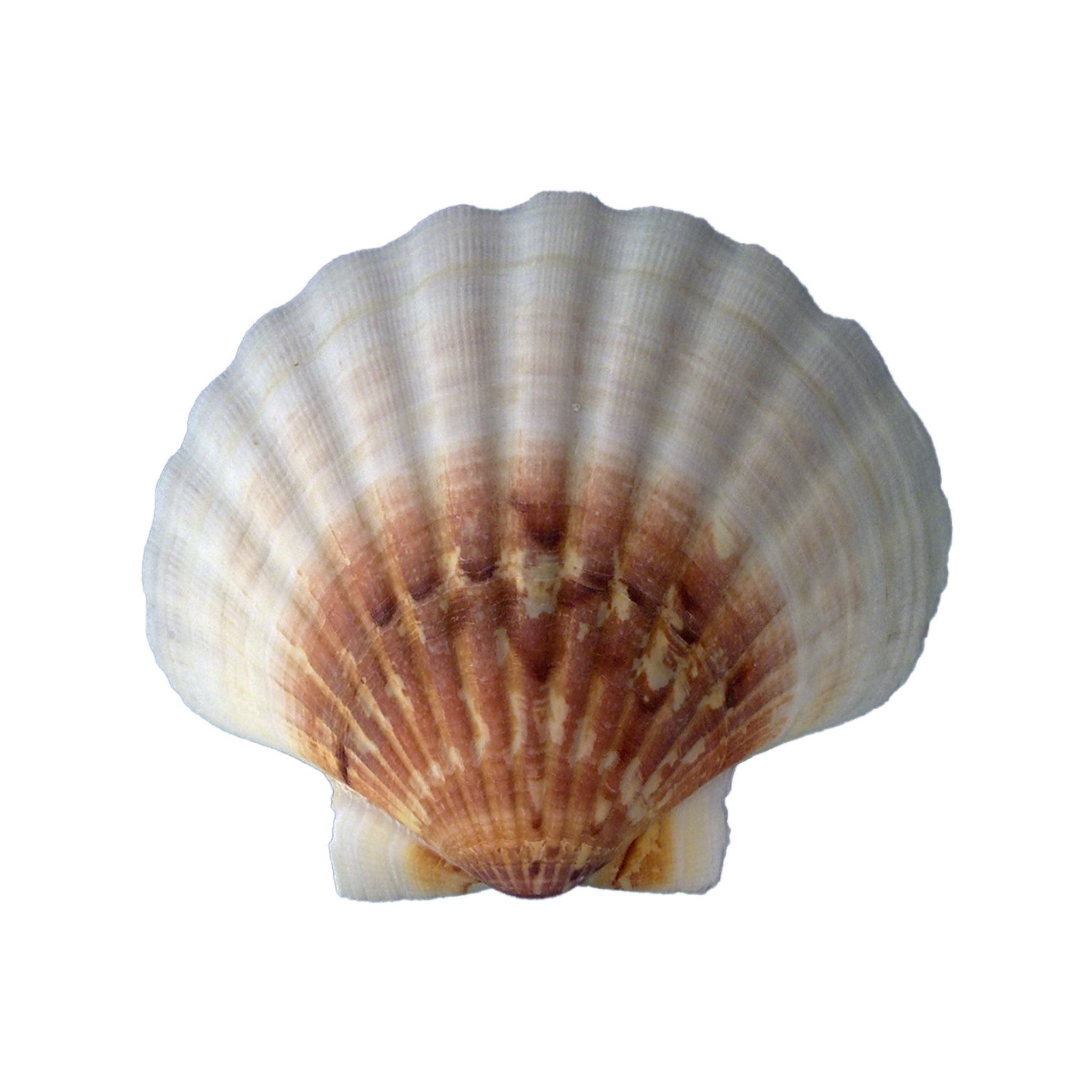 COQUILLE SAINT JACQUES NATURELLE