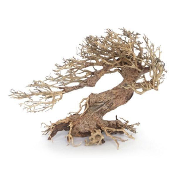 Bonsaï Legno Oriental Wind 3 MD - 30 cm AMTRA