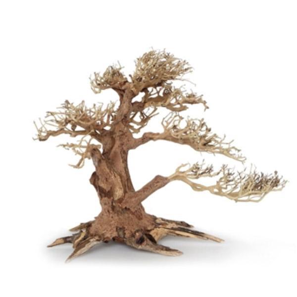 Bonsaï Legno Oriental Wind 4 SM - 23 cm AMTRA