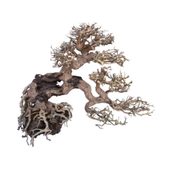 Bonsaï Legno Oriental Wind 7 SM - 20 cm AMTRA